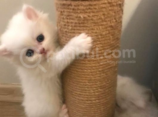 2 Aylik Eği̇ti̇mli̇ Chi̇nchi̇lla Kedi̇leri̇i̇mm görsel