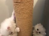2 Aylik Eği̇ti̇mli̇ Chi̇nchi̇lla Kedi̇leri̇i̇mm