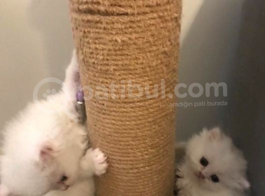 2 Aylik Eği̇ti̇mli̇ Chi̇nchi̇lla Kedi̇leri̇i̇mm görsel