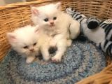 2 Aylik Eği̇ti̇mli̇ Chi̇nchi̇lla Kedi̇leri̇i̇mm