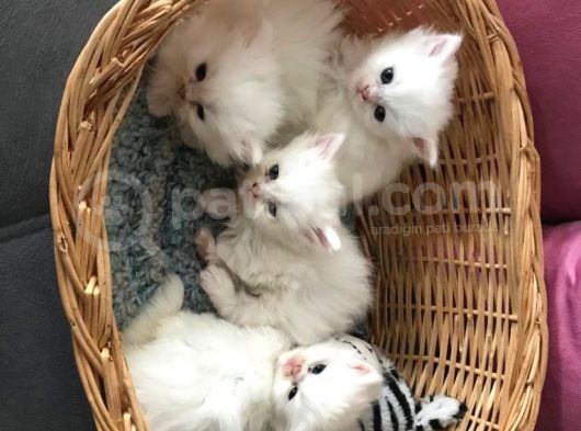 2 Aylik Eği̇ti̇mli̇ Chi̇nchi̇lla Kedi̇leri̇i̇mm görsel