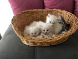 2 Aylik Eği̇ti̇mli̇ Chi̇nchi̇lla Kedi̇leri̇i̇mm