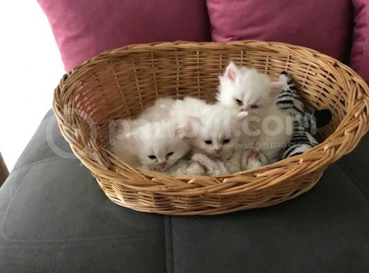 2 Aylik Eği̇ti̇mli̇ Chi̇nchi̇lla Kedi̇leri̇i̇mm görsel