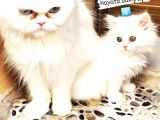 2 Aylik Eği̇ti̇mli̇ Chi̇nchi̇lla Kedi̇leri̇i̇mm