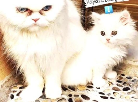 2 Aylik Eği̇ti̇mli̇ Chi̇nchi̇lla Kedi̇leri̇i̇mm