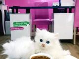 2 Aylik Eği̇ti̇mli̇ Chi̇nchi̇lla Kedi̇leri̇i̇mm