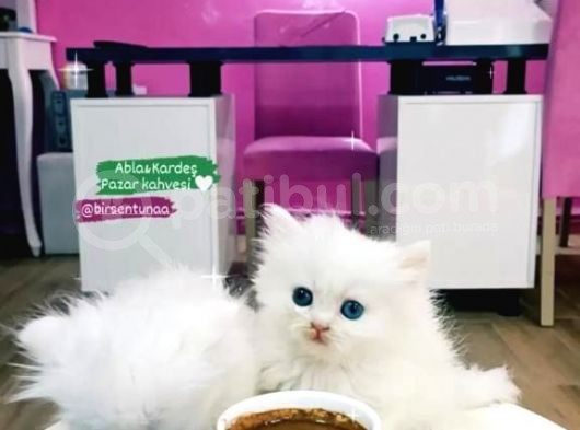 2 Aylik Eği̇ti̇mli̇ Chi̇nchi̇lla Kedi̇leri̇i̇mm görsel