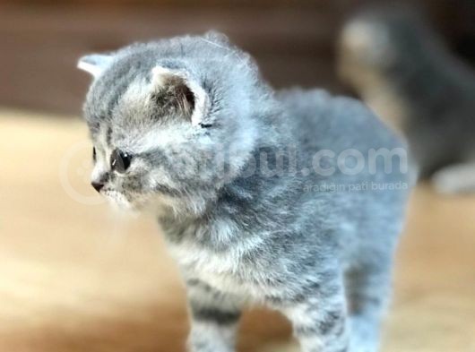 Bri̇ti̇sh Ve Scotti̇sh Strai̇ght Yavrucuklar görsel