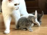 Bri̇ti̇sh Ve Scotti̇sh Strai̇ght Yavrucuklar