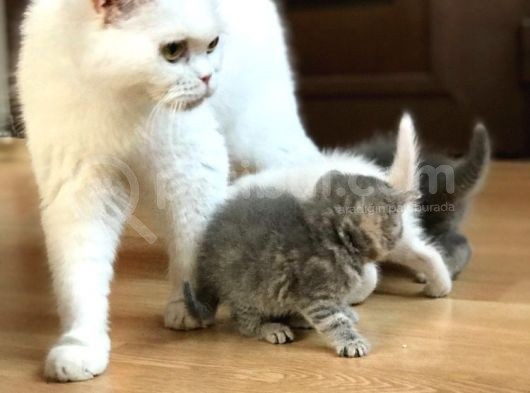 Bri̇ti̇sh Ve Scotti̇sh Strai̇ght Yavrucuklar görsel
