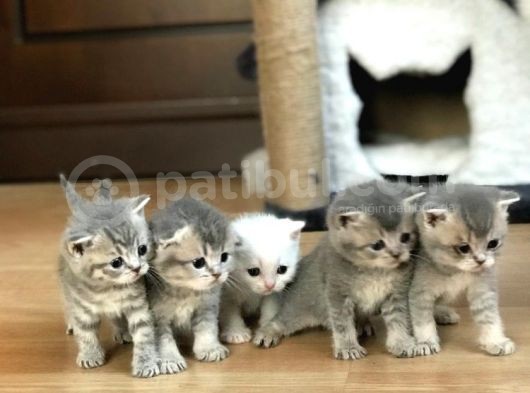 Bri̇ti̇sh Ve Scotti̇sh Strai̇ght Yavrucuklar görsel