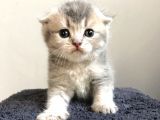 Bri̇ti̇sh Ve Scotti̇sh Strai̇ght Yavrucuklar