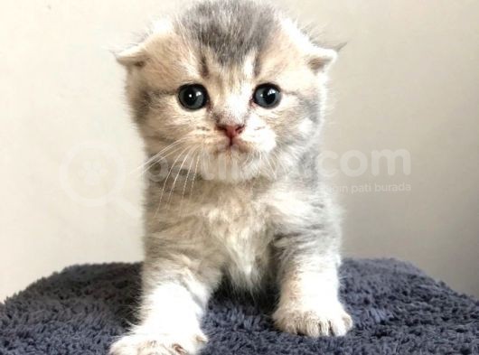 Bri̇ti̇sh Ve Scotti̇sh Strai̇ght Yavrucuklar görsel