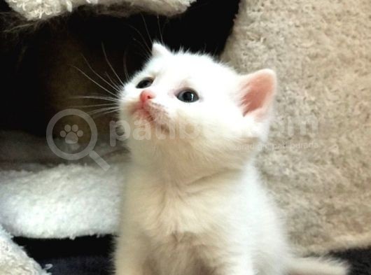Bri̇ti̇sh Ve Scotti̇sh Strai̇ght Yavrucuklar görsel