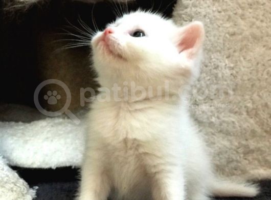 Bri̇ti̇sh Ve Scotti̇sh Strai̇ght Yavrucuklar görsel