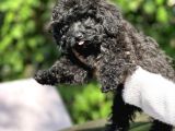 Si̇yah Toy Poodle Bebeği̇mi̇z