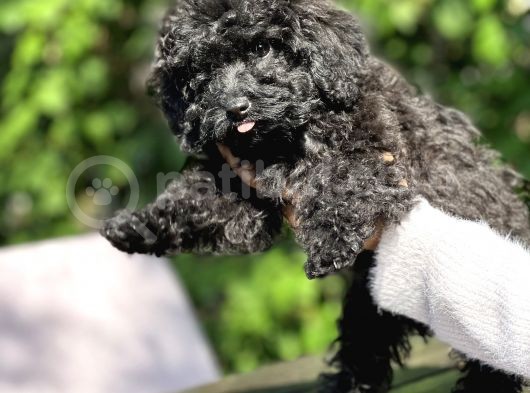 Si̇yah Toy Poodle Bebeği̇mi̇z görsel