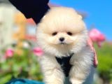 Safkan Pomeranian Boo Yavrularımız