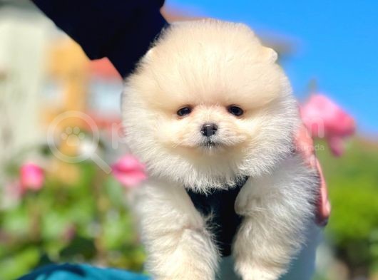 Safkan Pomeranian Boo Yavrularımız görsel