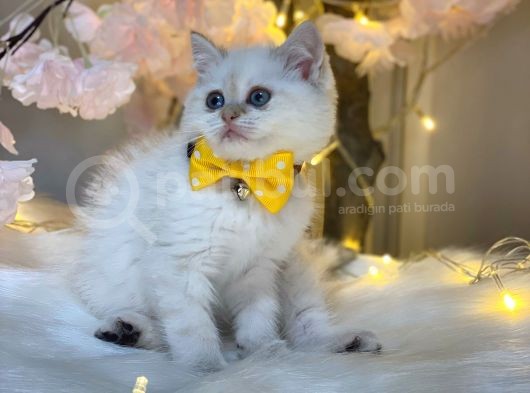 Full+Full Secereli̇ Bri̇ti̇sh Shorthai̇r Lynx Poi̇nt görsel