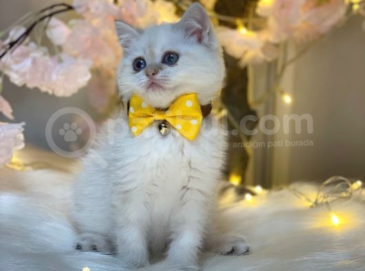 Full+Full Secereli̇ Bri̇ti̇sh Shorthai̇r Lynx Poi̇nt görsel