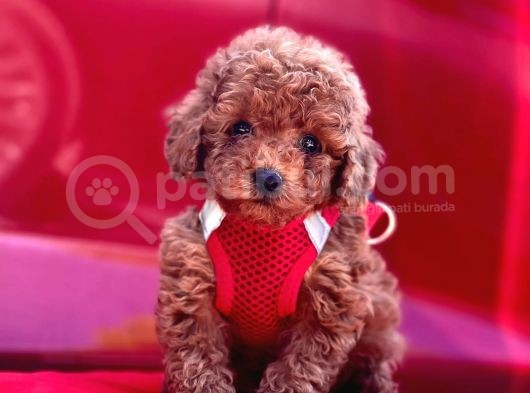 Red Apricot Renklerde Toy Poodle Yavrular görsel