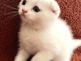 Beyaz Renk Scottish Fold Yavrumu Veriyorum