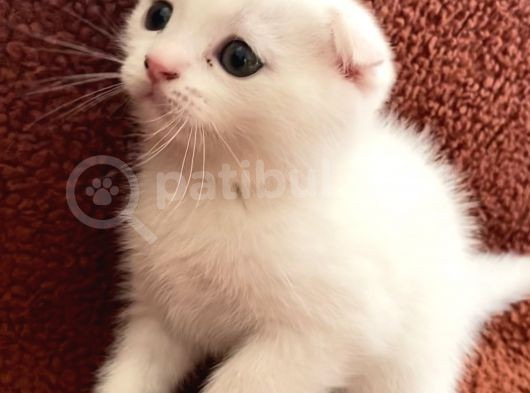 Beyaz Renk Scottish Fold Yavrumu Veriyorum