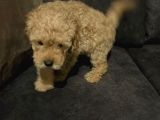 Uygun 2 Adet Erkek Poodle Tesli̇me Hazir