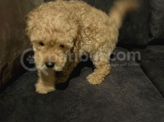 Uygun 2 Adet Erkek Poodle Tesli̇me Hazir