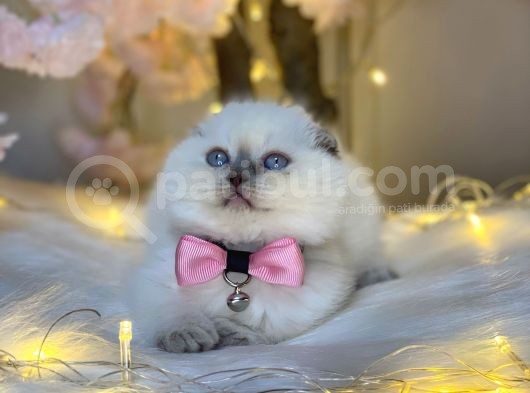 Kusursuz Scotti̇sh Fold Blue Poi̇nt görsel