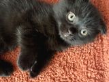 Scottish Fold Yavrumu Veriyorum