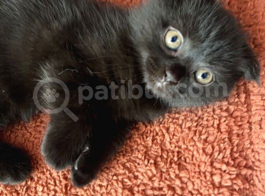 Scottish Fold Yavrumu Veriyorum görsel
