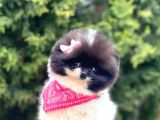 Safkan Pomeranian Boo Yavrularımız