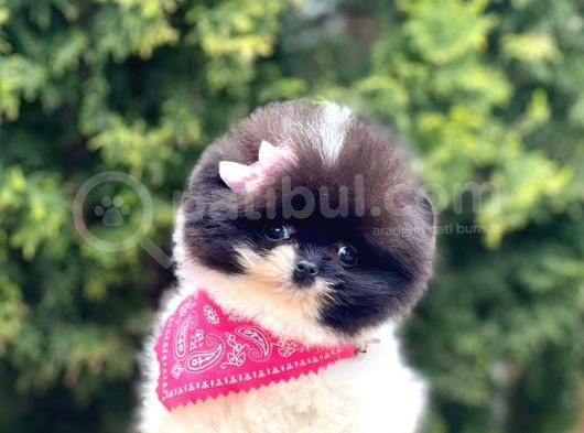 Safkan Pomeranian Boo Yavrularımız görsel