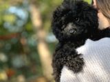 Si̇yah Toy Poodle Bebeği̇mi̇z