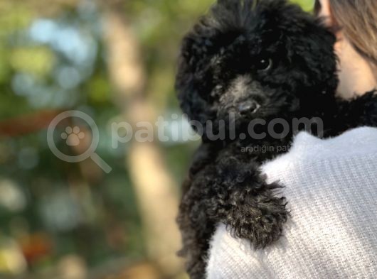 Si̇yah Toy Poodle Bebeği̇mi̇z görsel