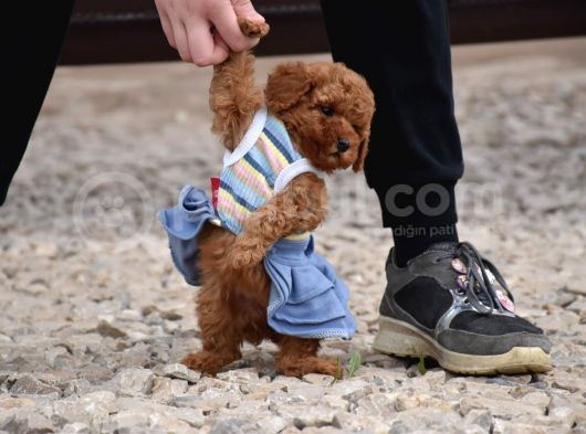 Safkan Toy Poodle Yavrular görsel