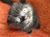 Scottish Fold Yavrumu Veriyorum
