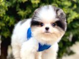 Safkan Pomeranian Boo Yavrularımız