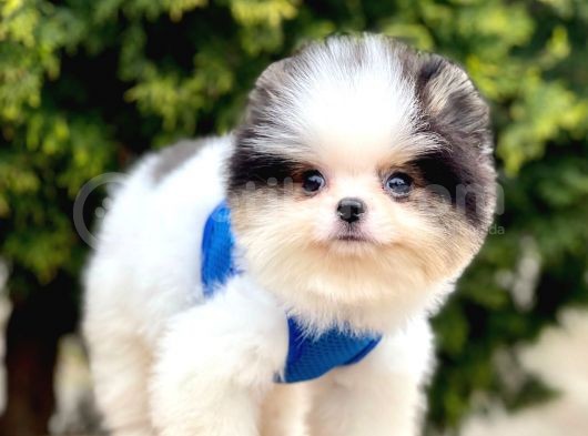 Safkan Pomeranian Boo Yavrularımız görsel