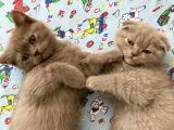 Cana Yakin Saki̇n Safkan Yavru