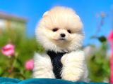 Safkan Pomeranian Boo Yavrularımız