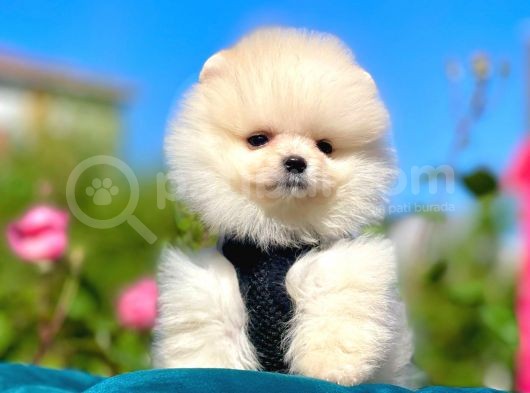 Safkan Pomeranian Boo Yavrularımız