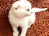 Beyaz Renk Scottish Fold Yavrumu Veriyorum