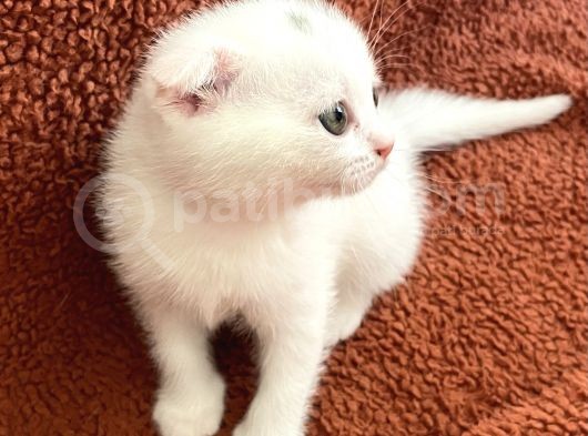 Beyaz Renk Scottish Fold Yavrumu Veriyorum görsel