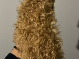 Uygun 2 Adet Erkek Poodle Tesli̇me Hazir