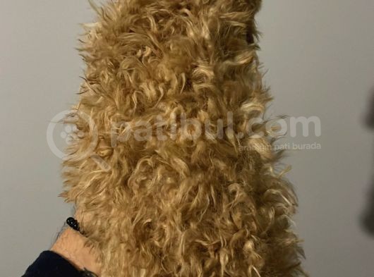 Uygun 2 Adet Erkek Poodle Tesli̇me Hazir görsel