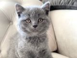 Oyuncu Bri̇ti̇sh Yavrular