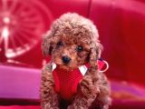 Red Apricot Renklerde Toy Poodle Yavrular